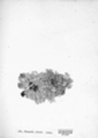 Anaptychia ciliaris image